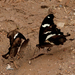 Papilio hesperus hesperus - Photo (c) Bart Wursten, some rights reserved (CC BY-NC), uploaded by Bart Wursten