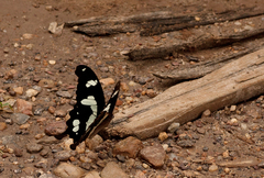 Papilio hesperus hesperus