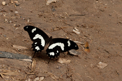 Papilio hesperus hesperus