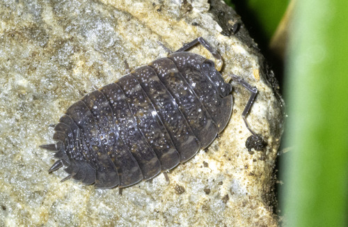 Arched Woodlouse