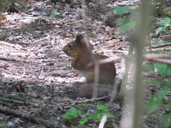 Sciurus vulgaris