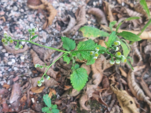 Dichrocephala integrifolia observed 2026-10-15