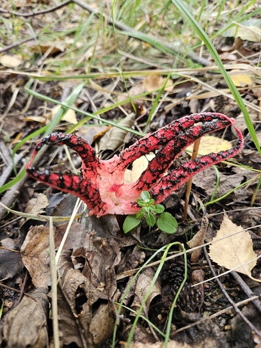 devil's-fingers