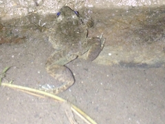 Limnonectes kuhlii