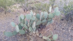 Opuntia engelmannii engelmannii