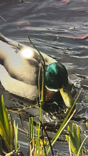Mallard