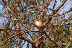 Malurus