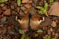 Acraea persanguinea