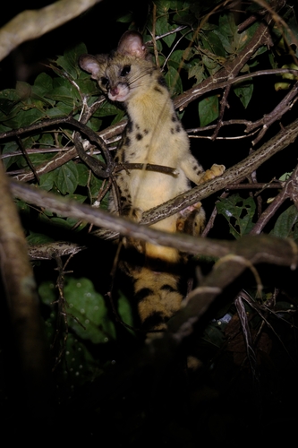 Spotted Linsang