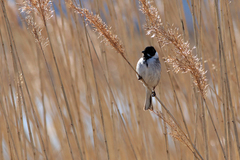 Emberiza schoeniclus