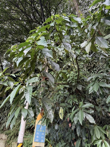 Saurauia observed 2026-10-17