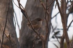 Malurus
