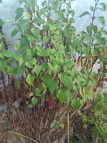 Crofton Weed