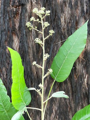 Astrotricha latifolia observed 2026-10-10