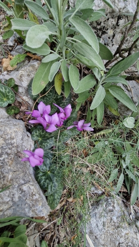 European Cyclamen