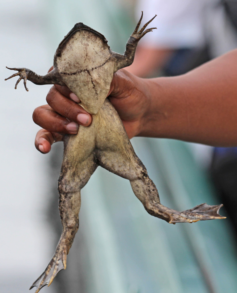 Clawed Frogs