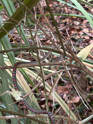 Chrysopelea pelias observed 2026-10-17