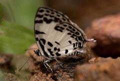 Tuxentius margaritaceus