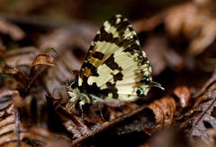 Uranothauma falkensteinii