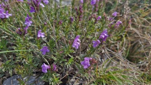 Satureja subspicata