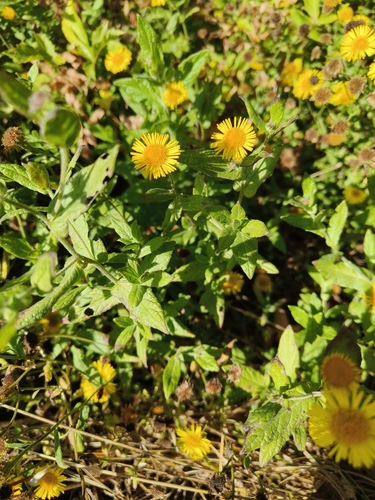 Common Fleabane