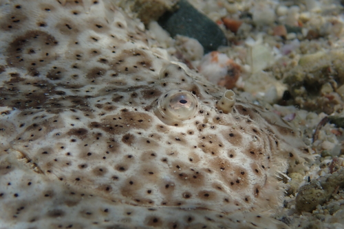 Pardachirus marmoratus observed 2026-09-25