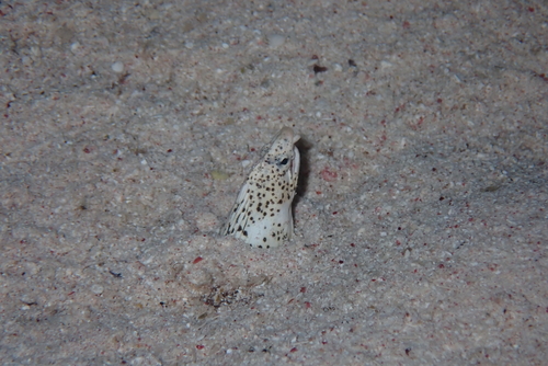 Callechelys marmorata observed 2026-09-18
