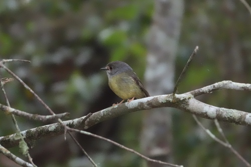 Tregellasia capito observed 2026-10-17