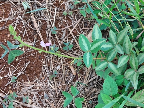 Desmodium uncinatum observed 2026-10-16