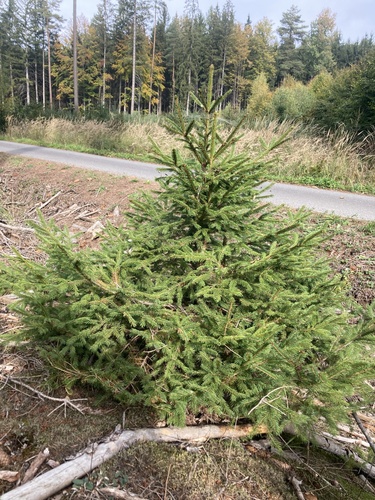 Norway spruce