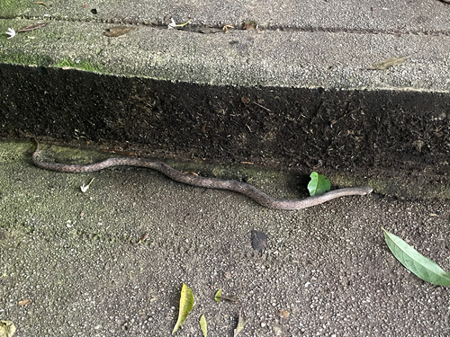 Oligodon purpurascens observed 2026-10-17