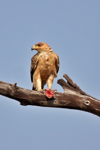 iNaturalist image
