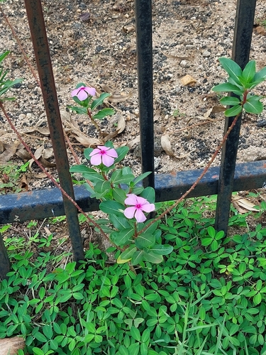 Madagascar Periwinkle
