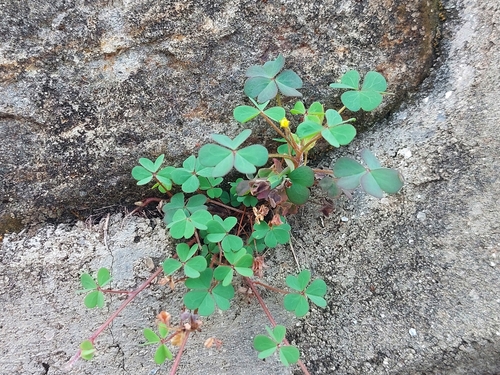 Creeping Woodsorrel