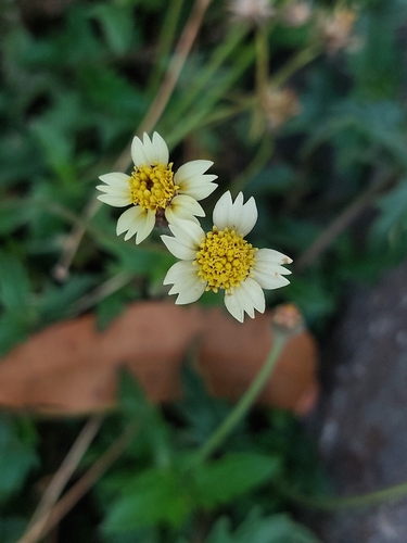 Tridax Daisy