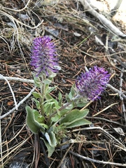Veronica wyomingensis