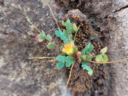 Biophytum umbraculum