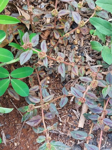 Asthma Plant