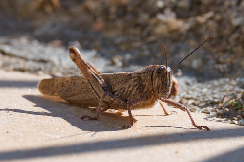 Egyptian Bird Grasshopper