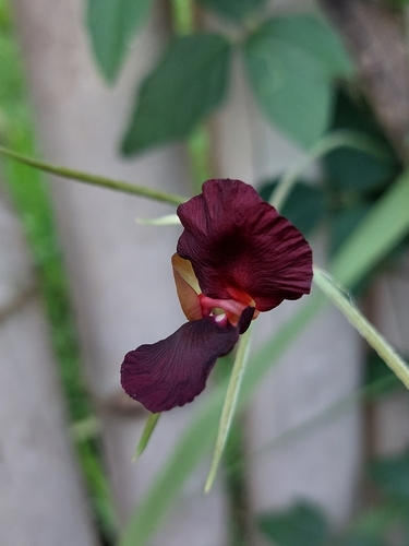 Purple Bush-Bean