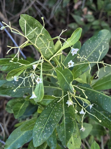 Duboisia myoporoides observed 2026-10-17