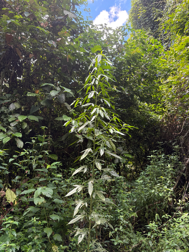 Neurolaena lobata observed 2026-10-15