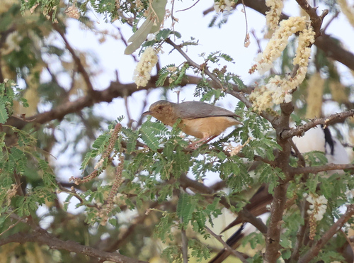 iNaturalist image
