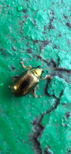 Crepidodera observed 2026-10-17