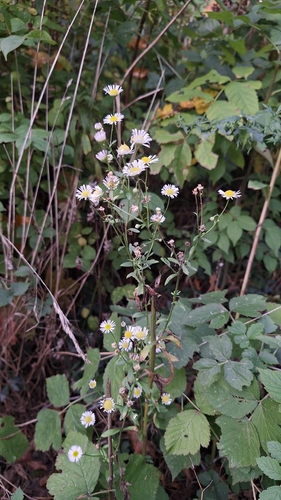 annual fleabane