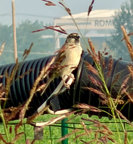 Italian Sparrow