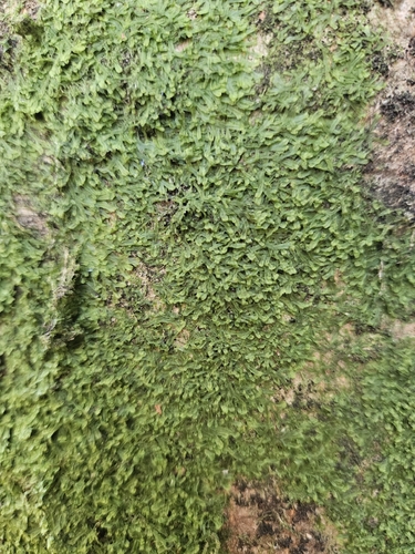Metzgeria furcata observed 2026-10-17