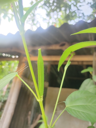 Corchorus capsularis observed 2026-10-17