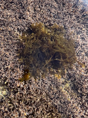 Dictyota dichotoma observed 2026-10-17