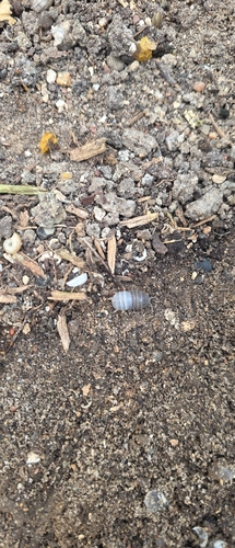 Common Pill Woodlouse